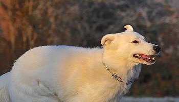 Energie update Witte Hond levenspad 2 - 14 juni 2021: Trouw zijn aan je ziel